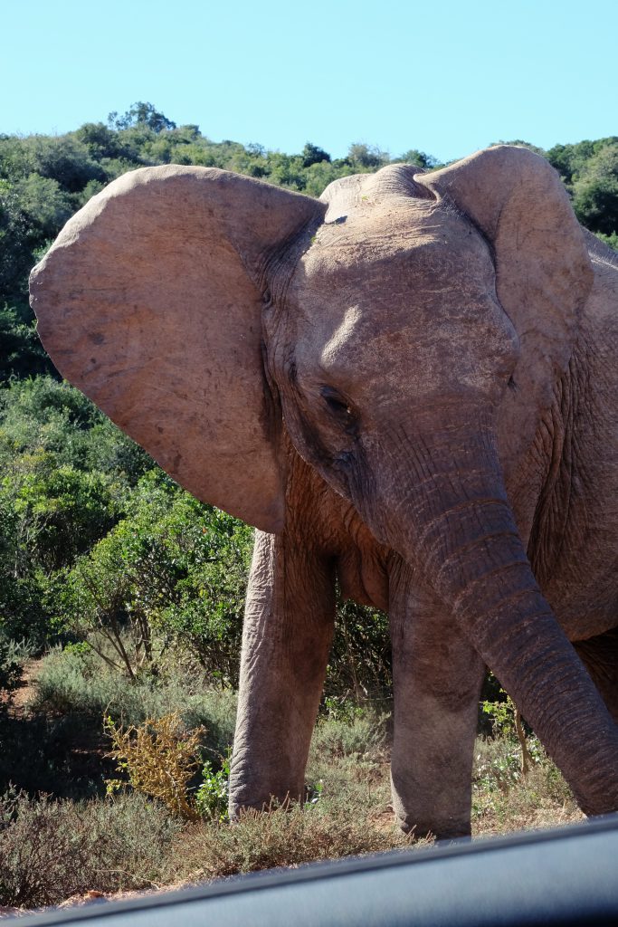 close elephant self drive safari Addo SA