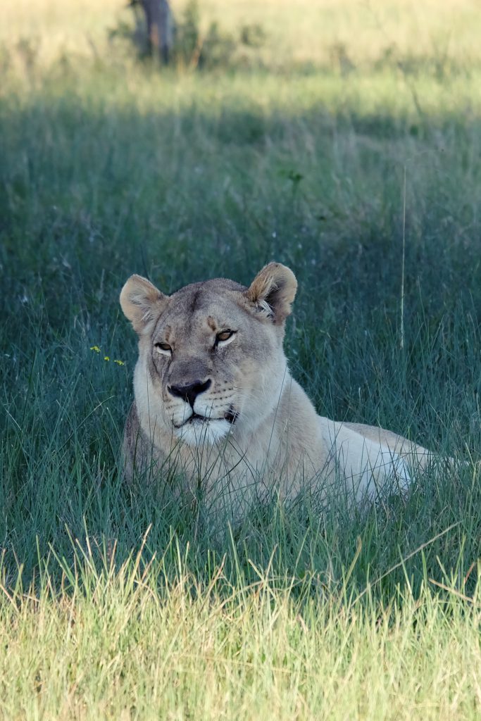 lioness safari Sibuya game reserve SA