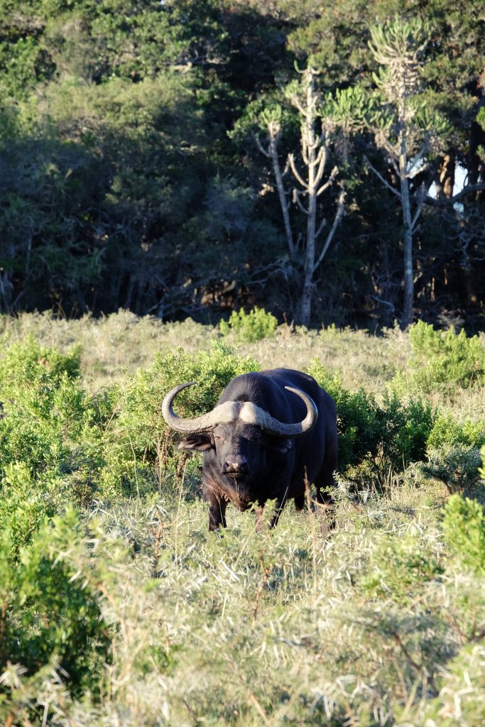 buffalo Sibuya game drive SA