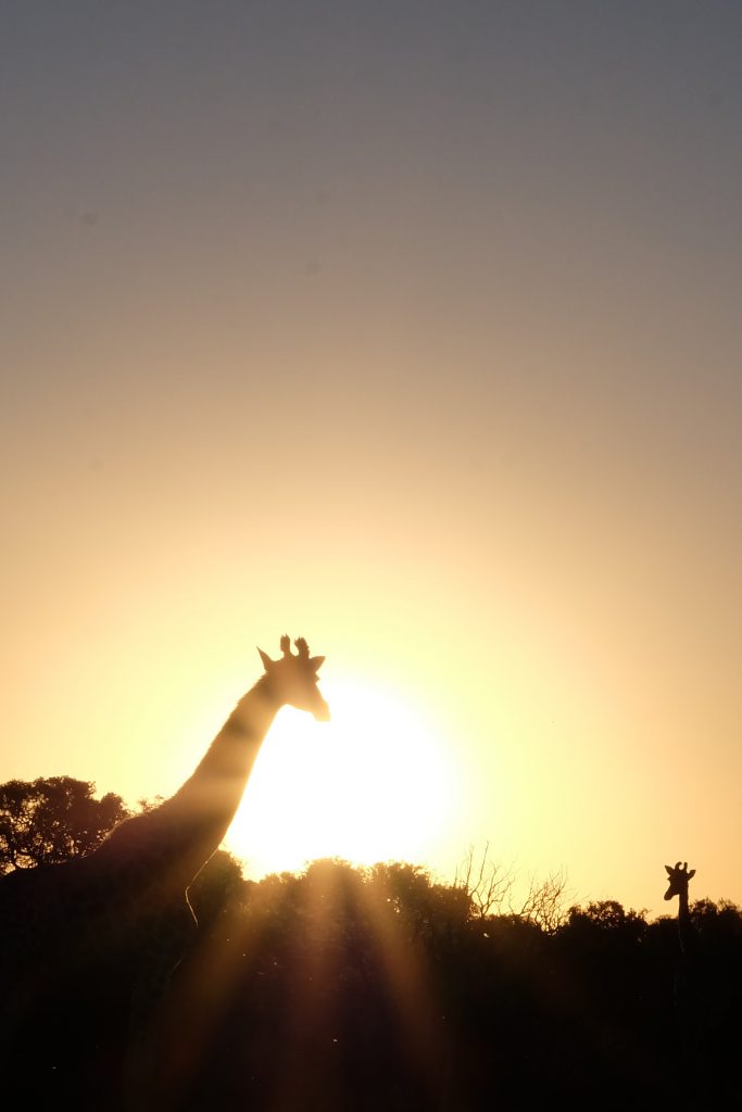 sunset picture giraffe Sibuya safari SA