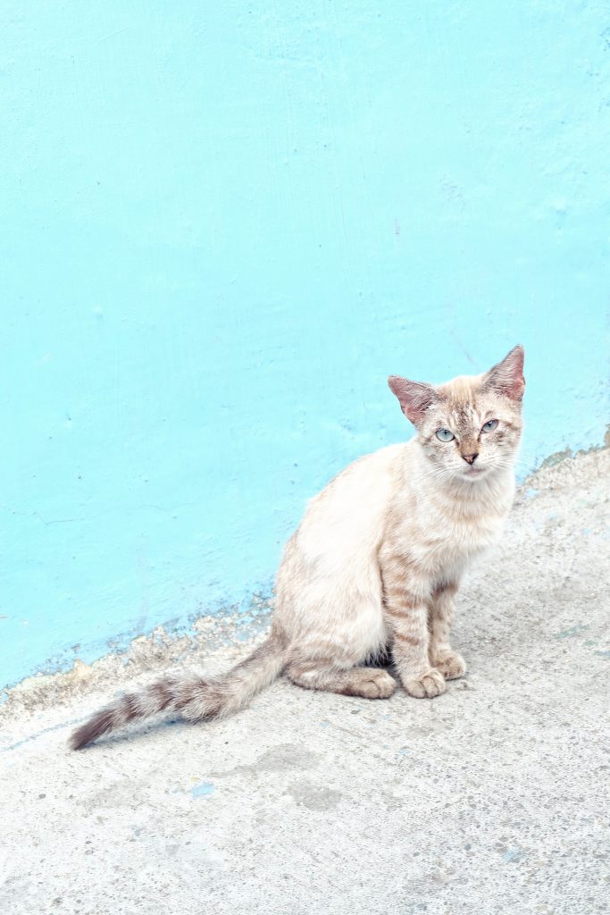 many cats of Malang Java