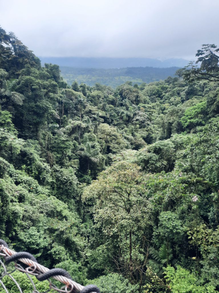 overlooking jungle skywalk Mistico Costa Rica