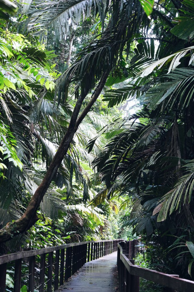 Cahuita National Park greenery