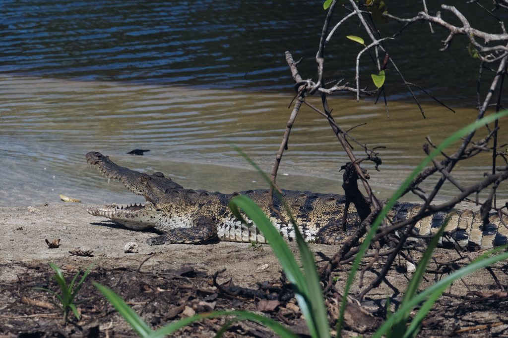 crocodile river bank Cahuita National Park