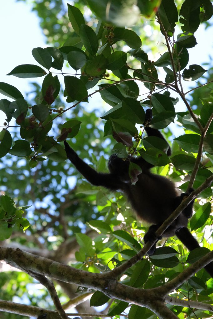 howler monkey Cahuita National Park
