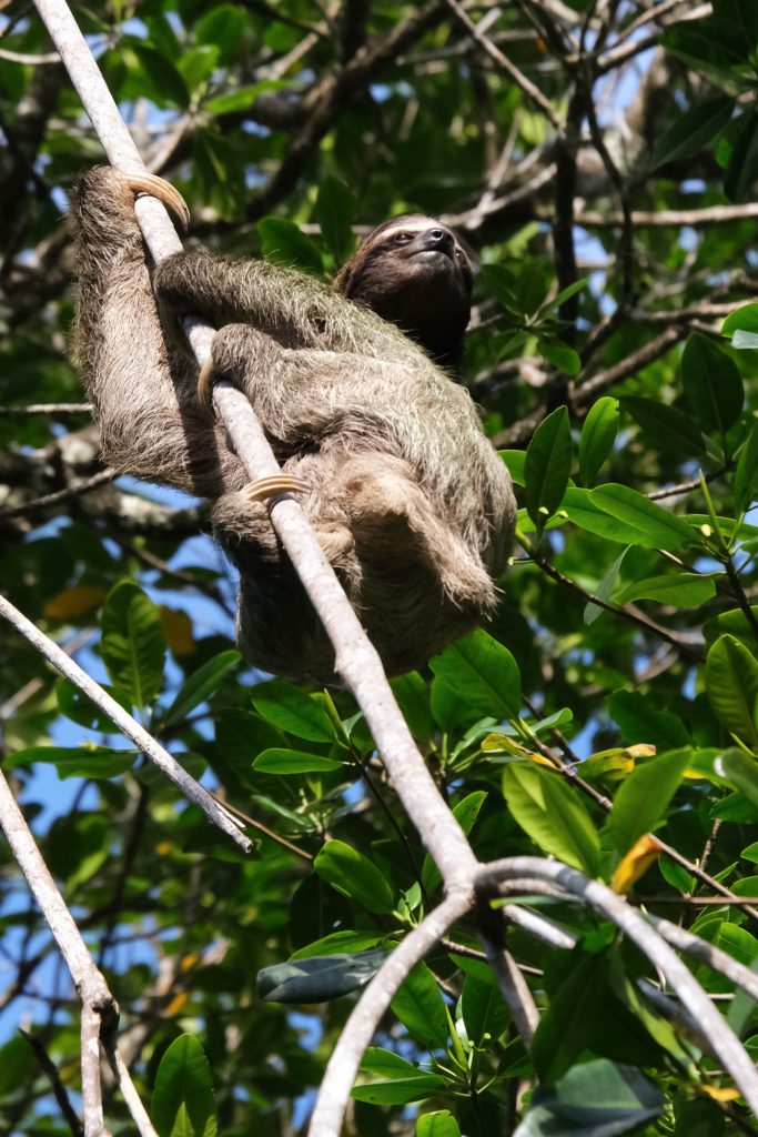 wild sloth Punta Uva Limon Costa Rica