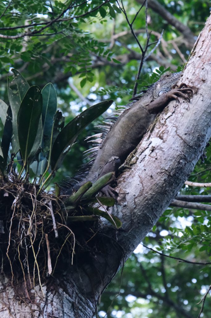 wildlife Punta Uva river Limon Costa Rica