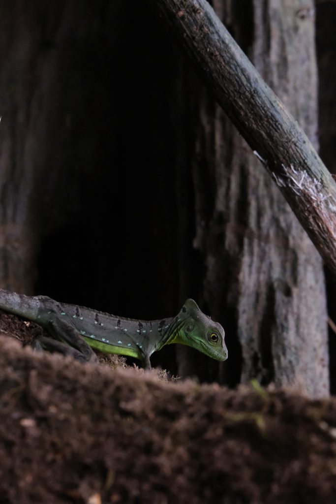 wildlife Punta Uva river Limon Costa Rica