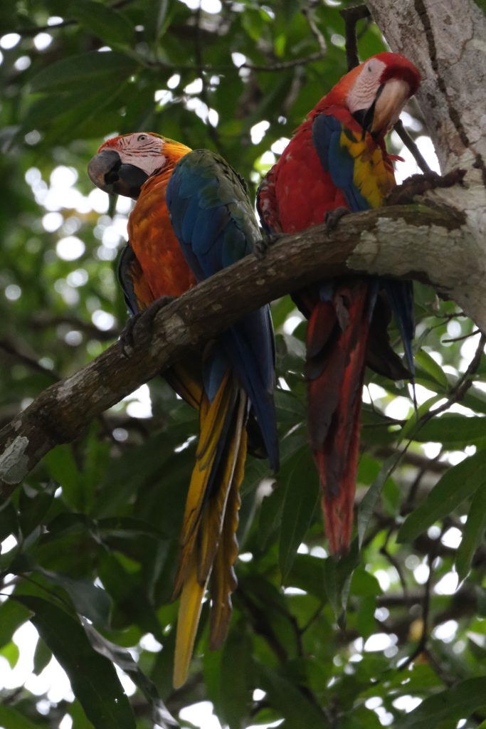 parrots road to Monteverde Costa Rica wildlife