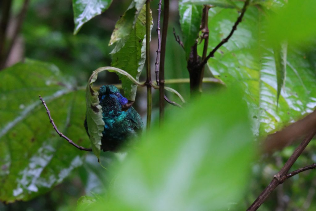 pretty colour hummingbird wildlife Costa Rica