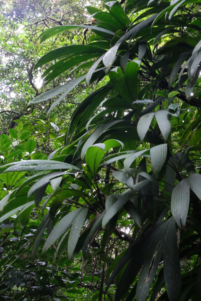 nature photography Monteverde cloudforest greenery