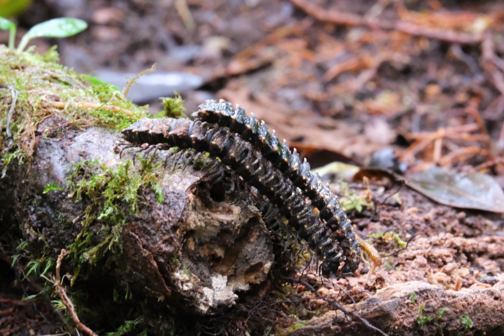 insects nature Monteverde cloudforest Costa Rica wildlife