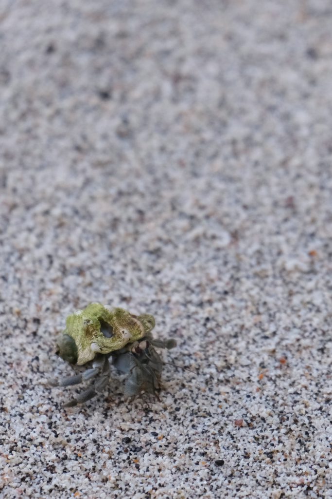 beach wildlife crab Costa Rica