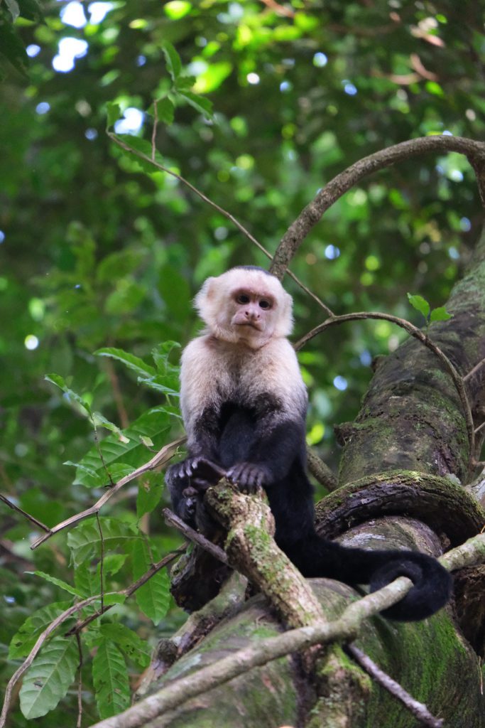 white face monkey portret Manuel Antonio NP wildlife Costa Rica