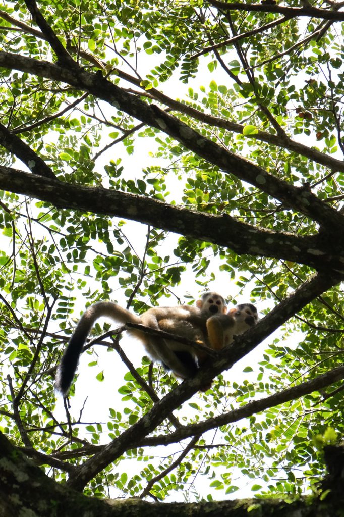 wildlife photography Manuel Antonio NP monkeys