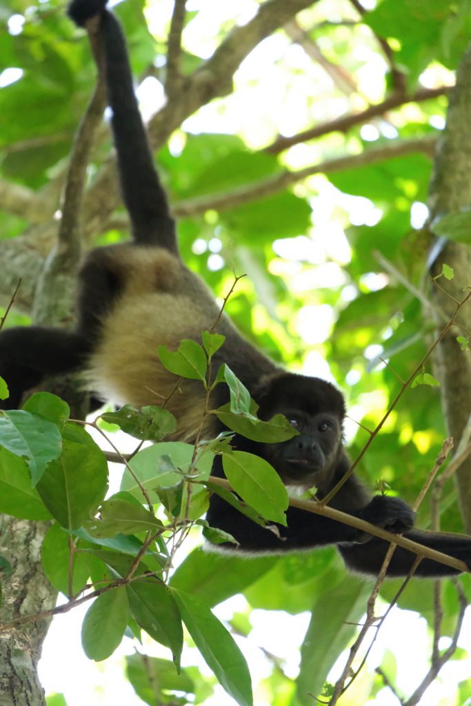 howler monkey portret Manuel Antonio NP wildlife Costa Rica