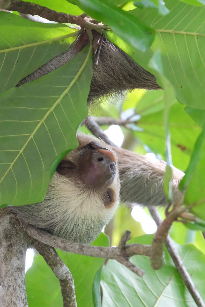 Sleeping sloth portret wildlife photography Costa Rica