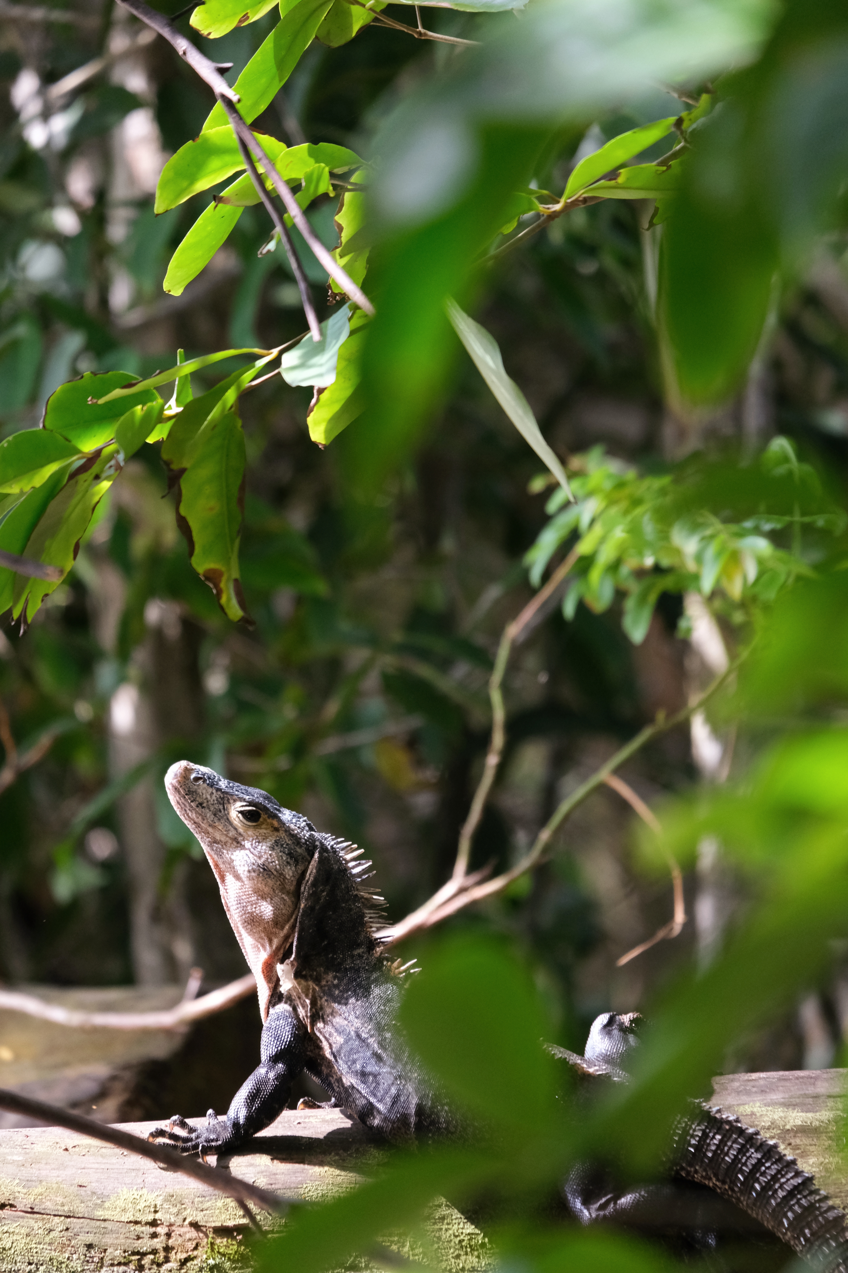 Iguana Manuel Antonio NP wildlife photography Costa Rica