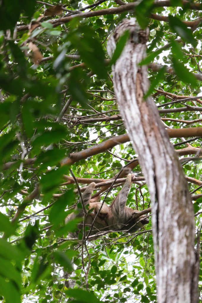 baby sloth Manuel Antonio NP Costa Rica