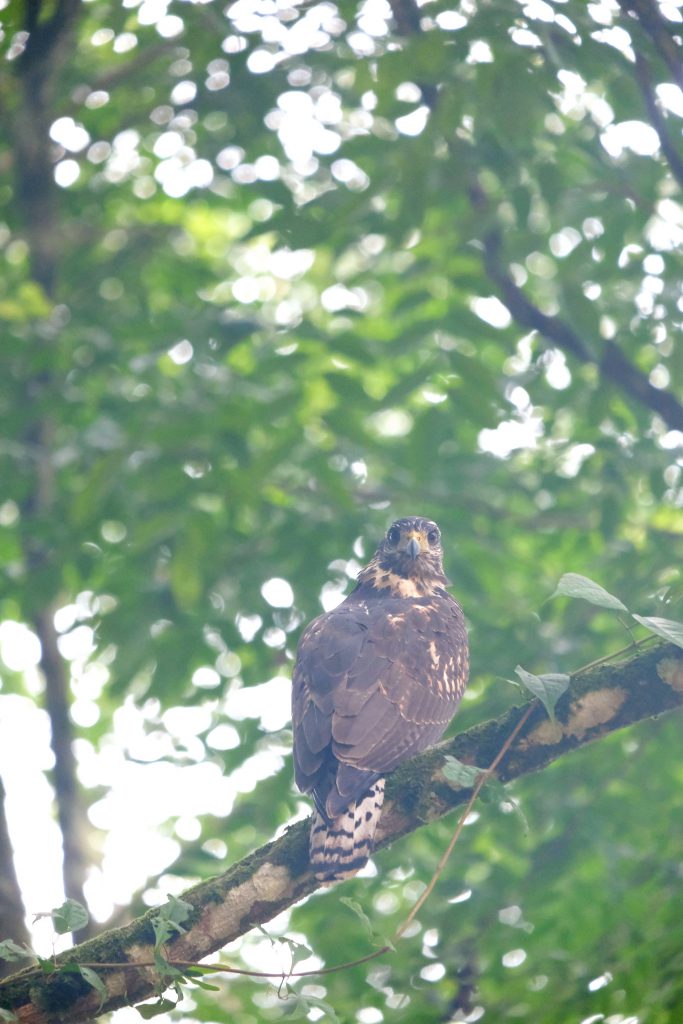 bird Costa Rica wildlife photography