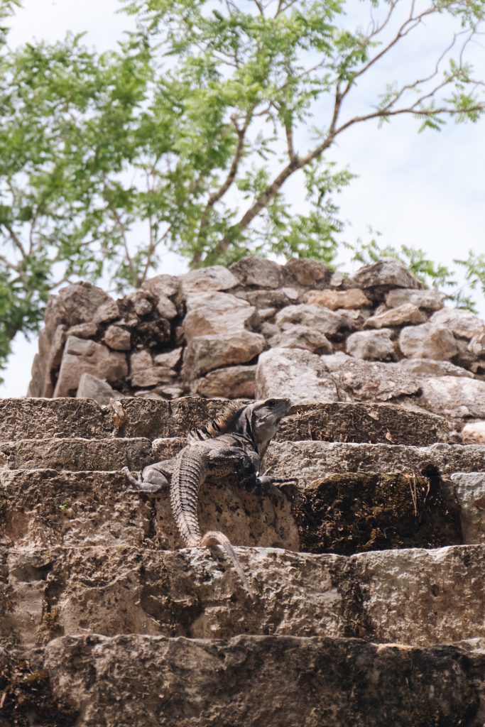 iguana at Edzna ruins Mexico