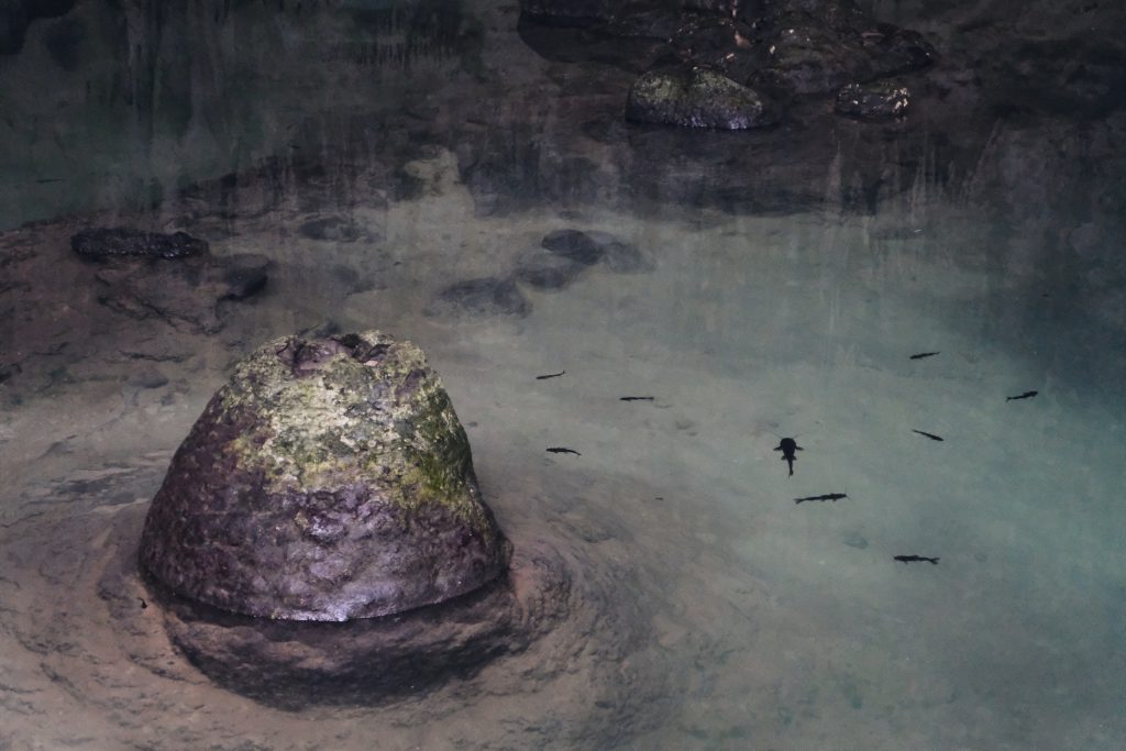 Fish cenote Sac Aua Yucatan Mexico