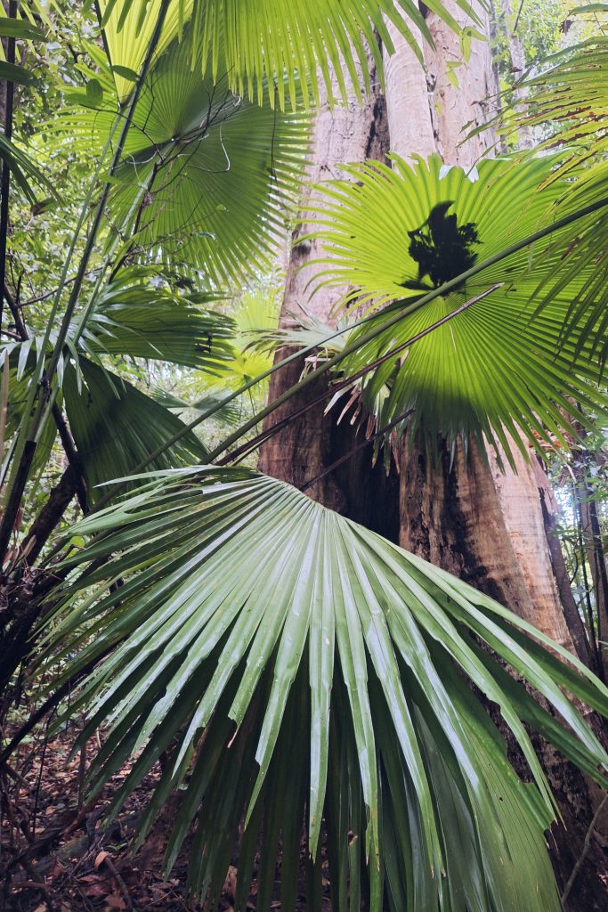 jungle umbrella nature tree Tangkoko Sulawesi