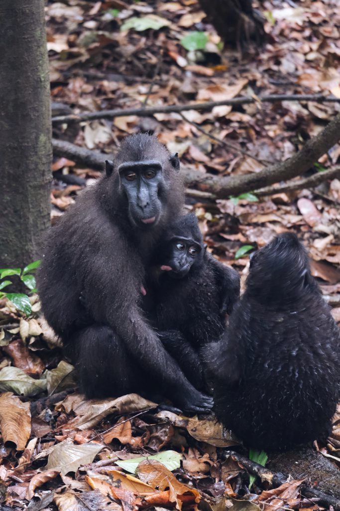 black makaka rainy day Tangkoko NP