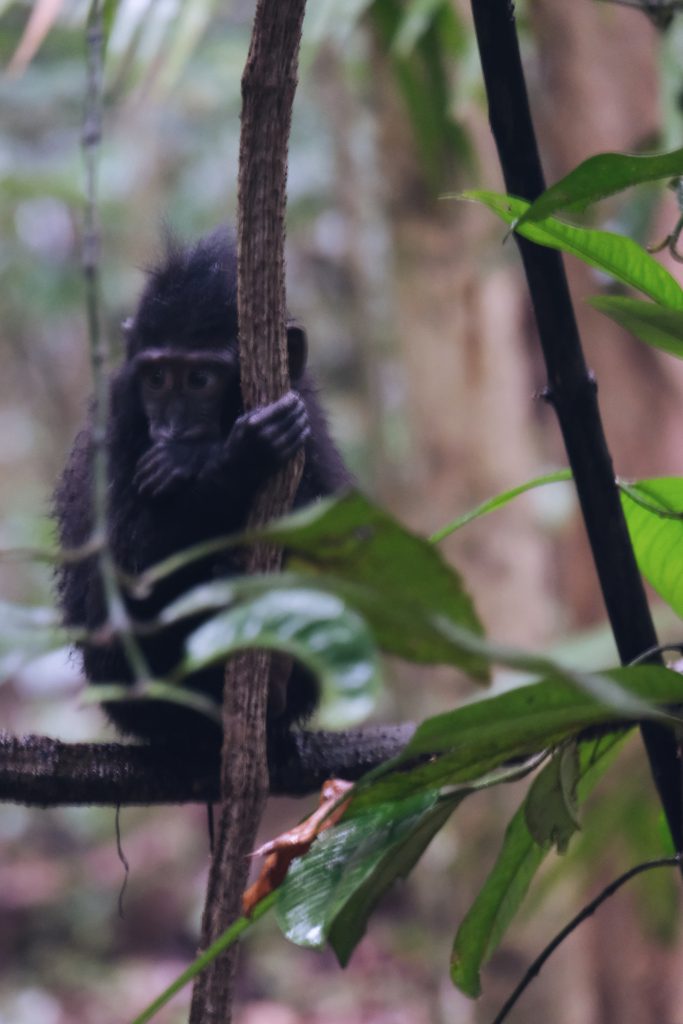 black makaka hiding jungle North Sulawesi