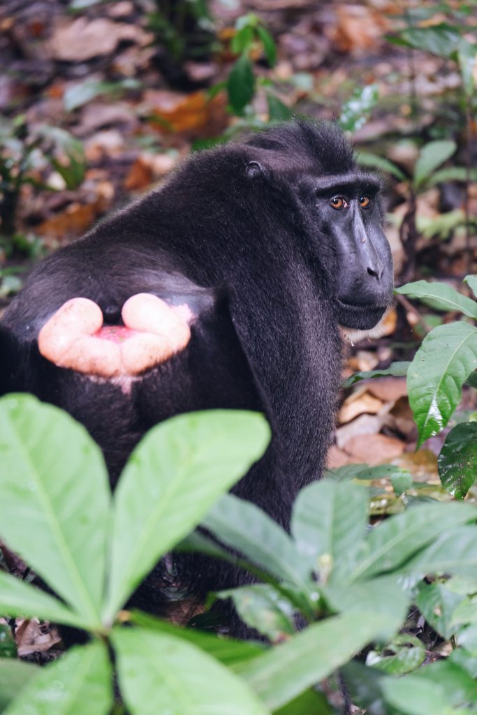 black makaka photo pose Tangkoko NP