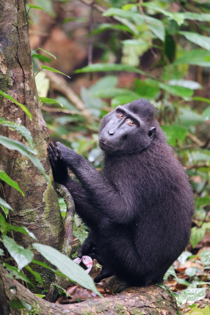 black makaka photo pose Tangkoko NP