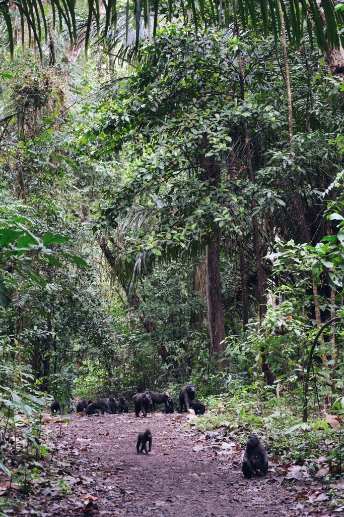 Tangkoko road block black Makaka Sulawesi