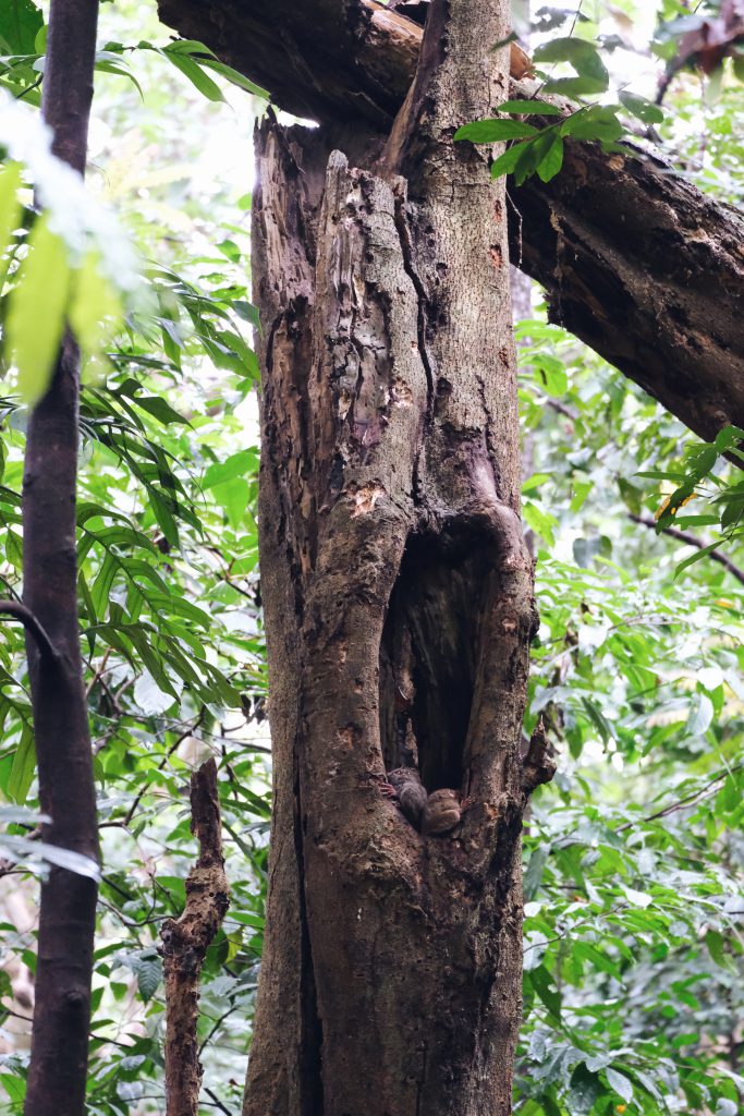 tarsiers tree Tangkoko NP Sulawesi