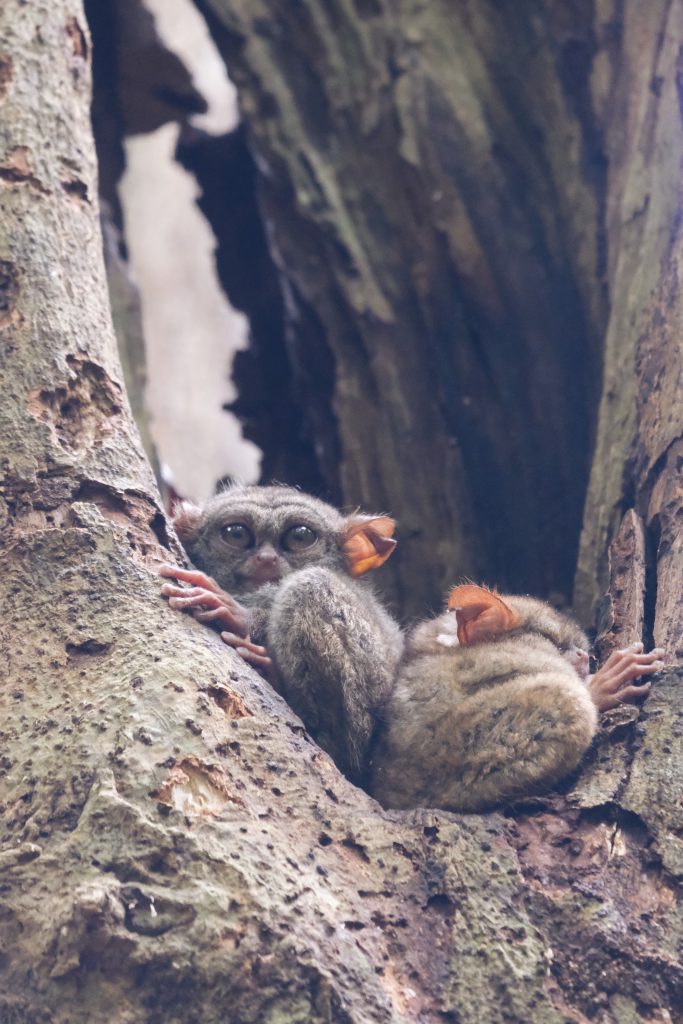 animal picture tarsiers Tangkoko NP