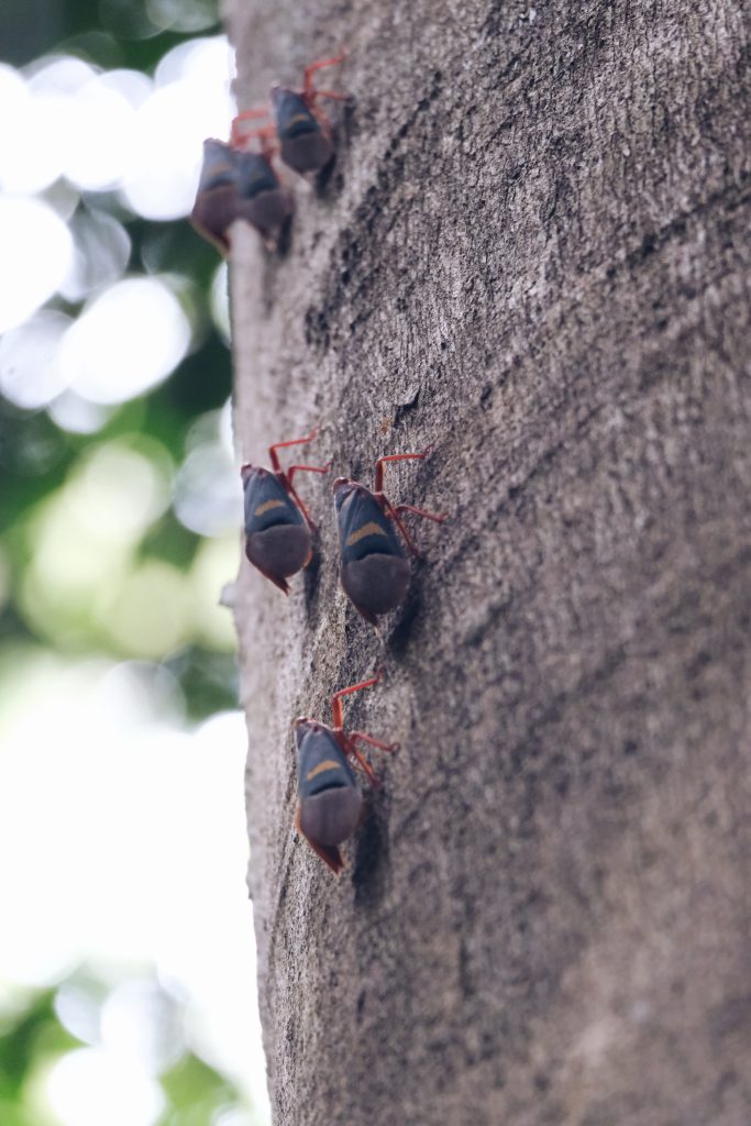 insect photo Tangkoko NP