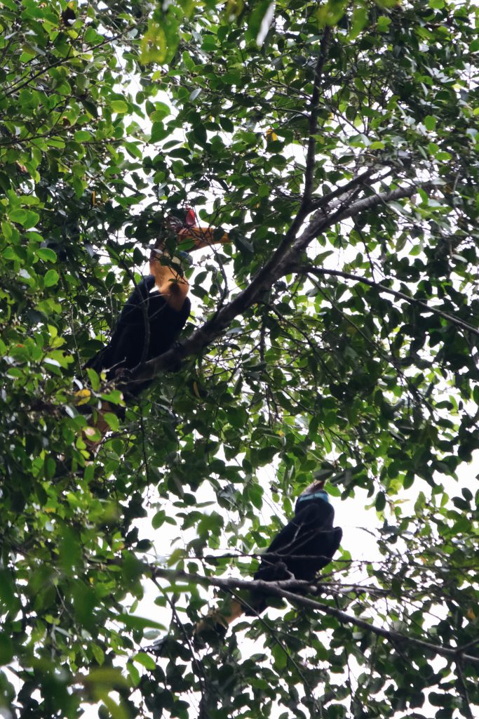 hornbill bird Tangkoko NP Sulawesi