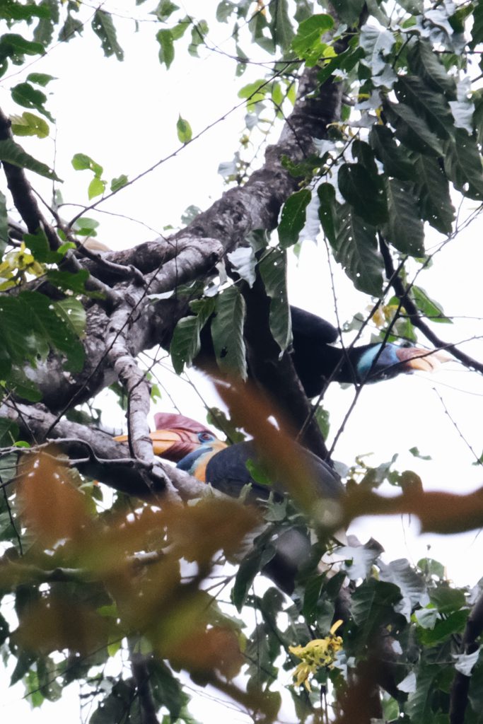 close up hornbill Tangkoko NP