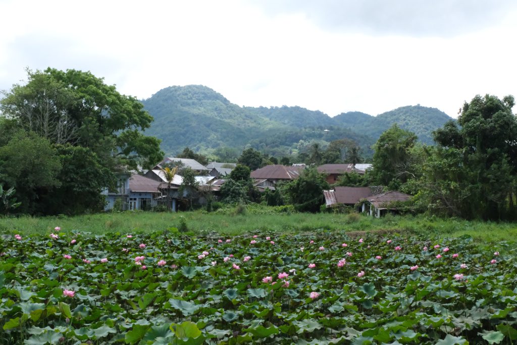 water lilies Tomohon surroundings North Sulawesi