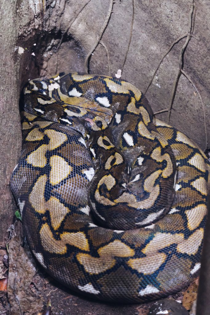 snake tree Tangkoko NP Sulawesi