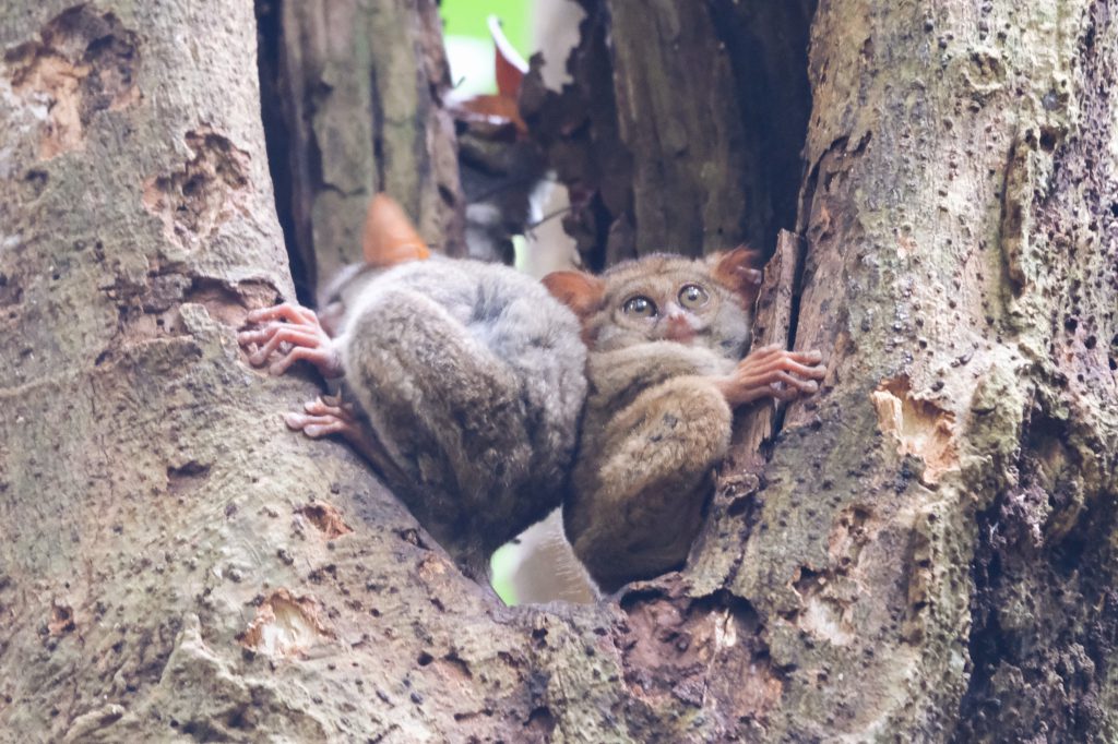 young tarsier close up Tangkoko NP