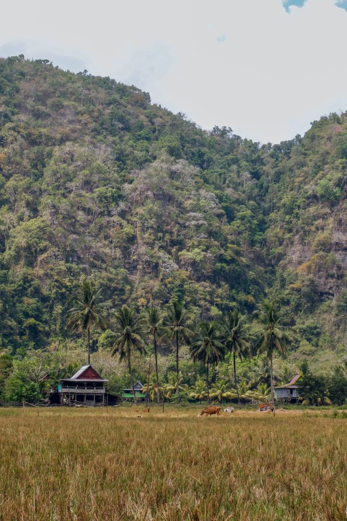sawah sawah South Sulawesi