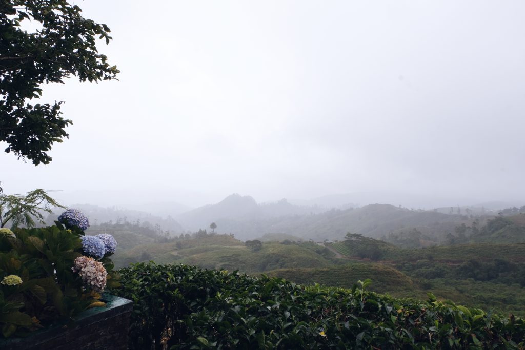 Malino highlands teaplantation Sulawesi